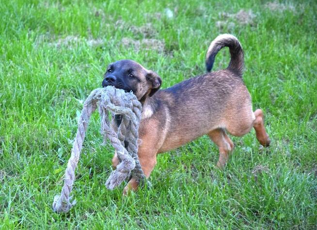 5 miesięczna Tina szczeniak szuka domu!