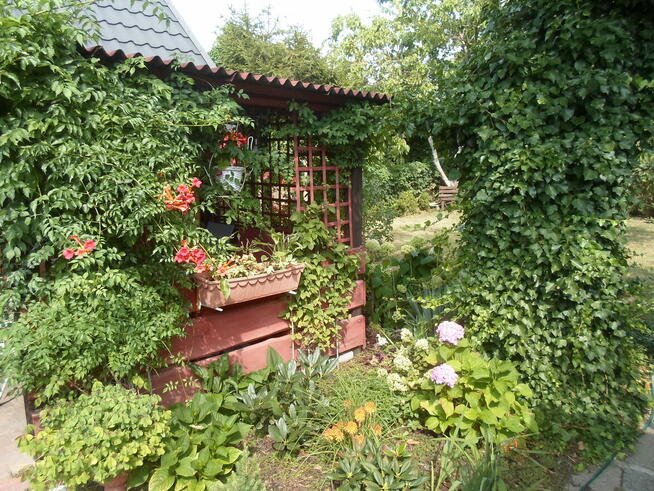 SPRZEDAM DZIAŁKĘ W ROD ,,WŁÓKNIARZ,,