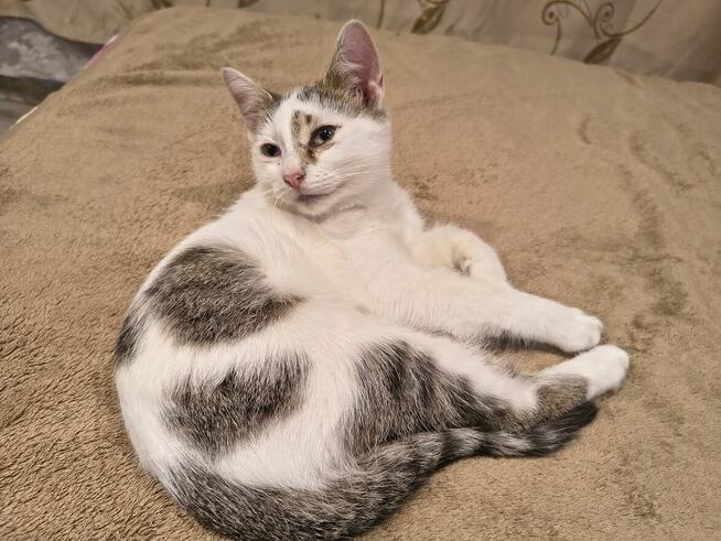 Olinek - słodki 4 miesięczny kociak do pokochania