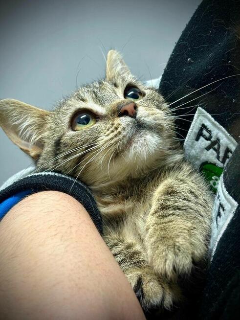 Bura kotka Cookie szuka domu!