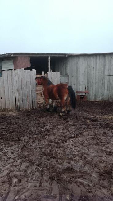 Sprzedam dwie klacze zimnokwiste 3 letnie zrebne