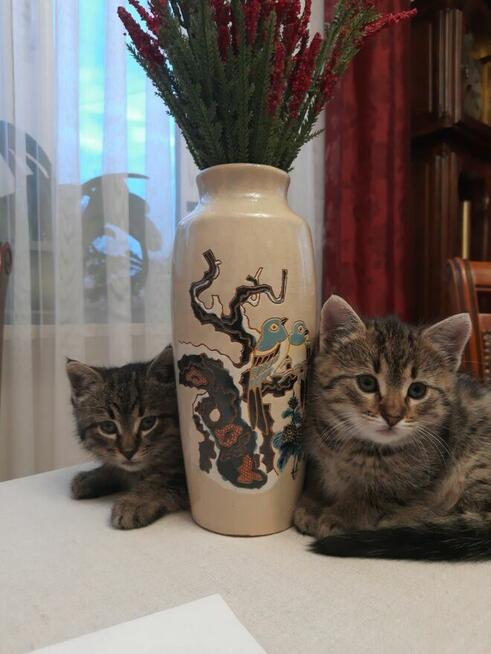 Oddam w dobre ręce kotki