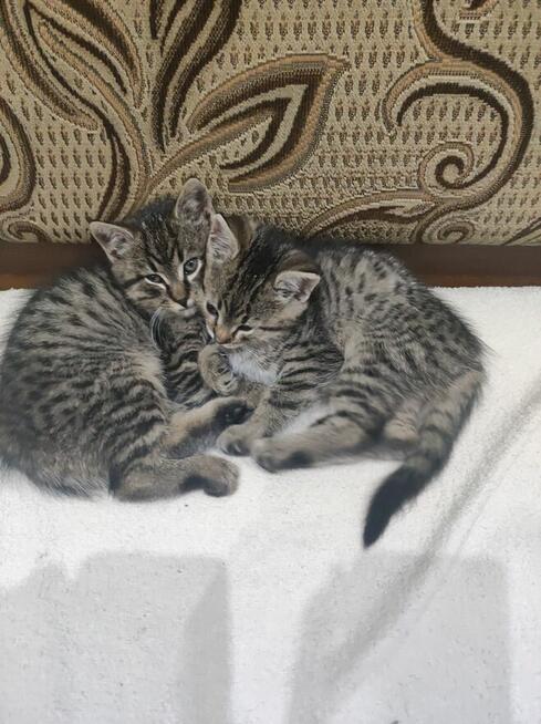 Oddam w dobre ręce kotki