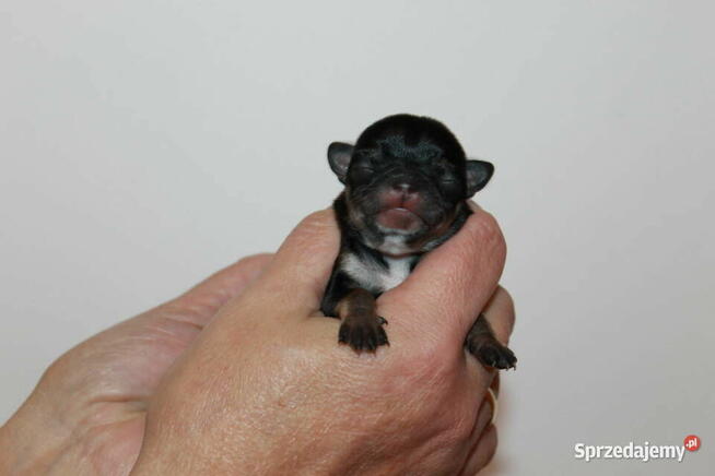 Chihuahua suczka ZKwP FCI! Prawdziwy rodowód