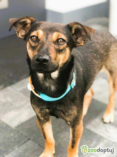 MANIA - 10 miesięczna, kochana sunia szuka dobrego domu