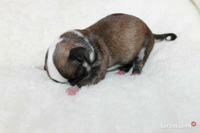 Chihuahua samiec ZKwP FCI! Prawdziwy rodowód!