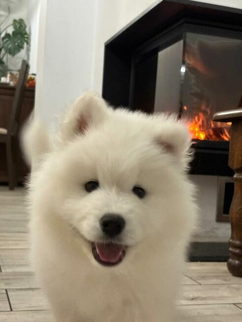 Samoyed Samojed FCI / ZKwP szczeniak do odbioru po 10 grudni