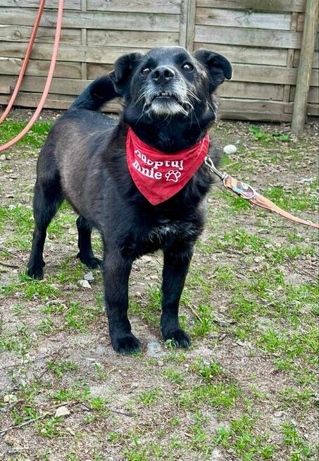 Pogodny psiak po przejściach marzy o domu pełnym miłości