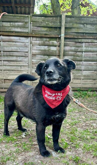 Pogodny psiak po przejściach marzy o domu pełnym miłości
