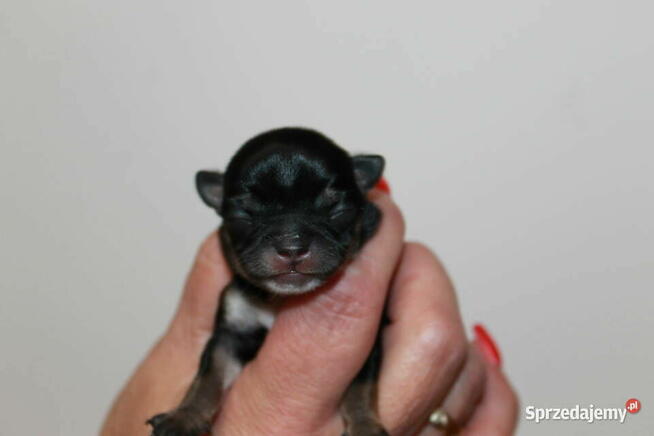 Chihuahua suczka ZKwP FCI! Prawdziwy rodowód