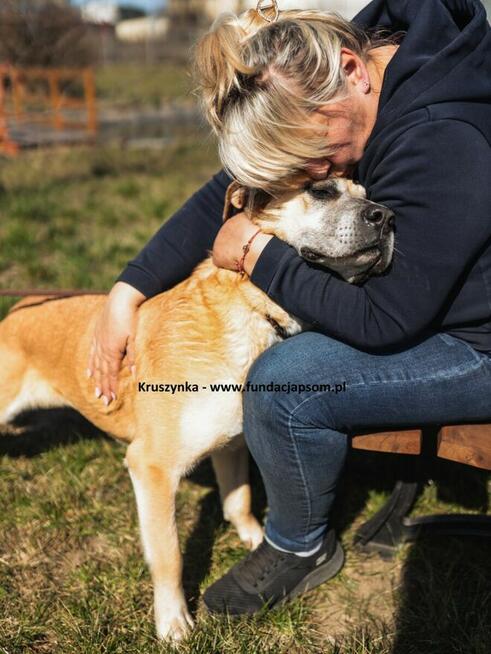 Kruszynka – dzielna, kochana sunia szuka swojego domu!