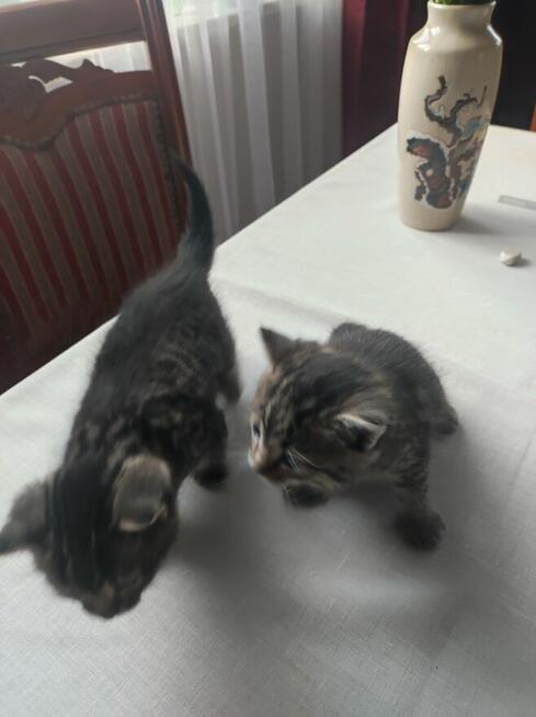 Oddam w dobre ręce kotki