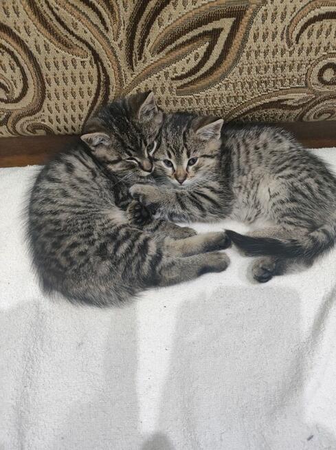 Oddam w dobre ręce kotki