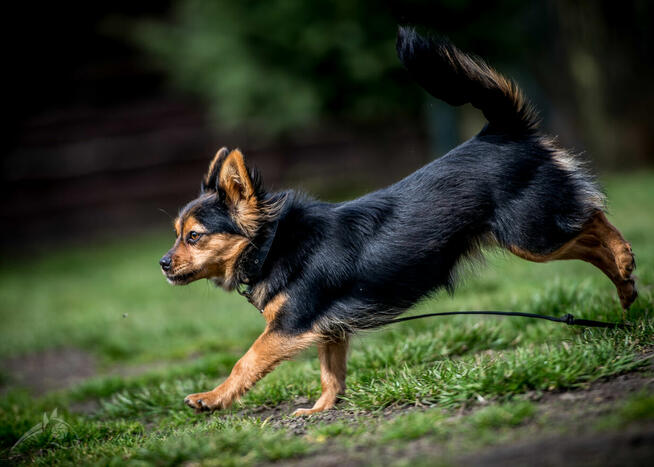 GREMLINKA – mądra, niezależna, energiczna, a do tego śliczna