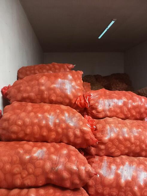 Ziemiaki jadalne bez nawozów sztucznych