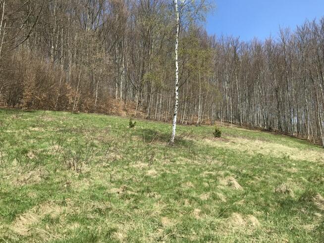 Działka rolna Pewel Wielka gm. Jeleśnia Buławka,