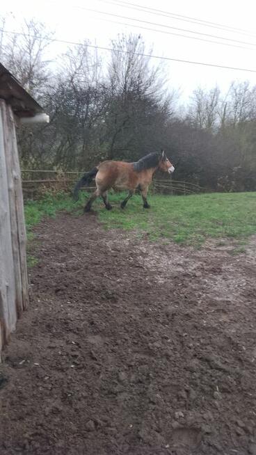 Sprzedam dwie klacze zimnokwiste 3 letnie zrebne