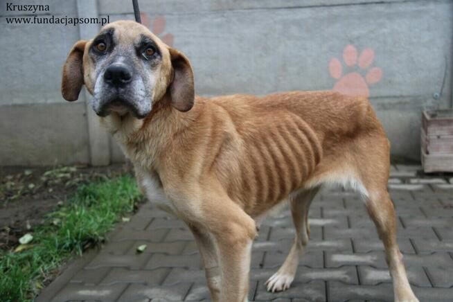 Kruszynka – dzielna, kochana sunia szuka swojego domu!