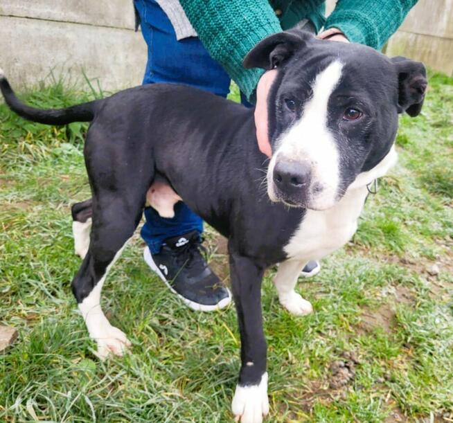 BINGO - kochany psiak w typie amstaffa szuka mądrego domu