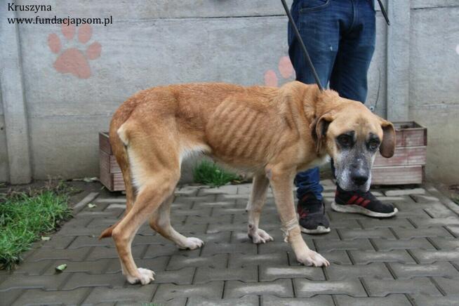 Kruszynka – dzielna, kochana sunia szuka swojego domu!