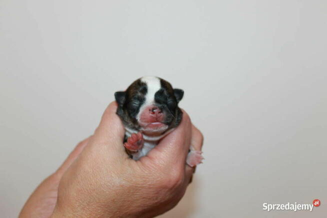 Chihuahua samiec ZKwP FCI! Prawdziwy rodowód!