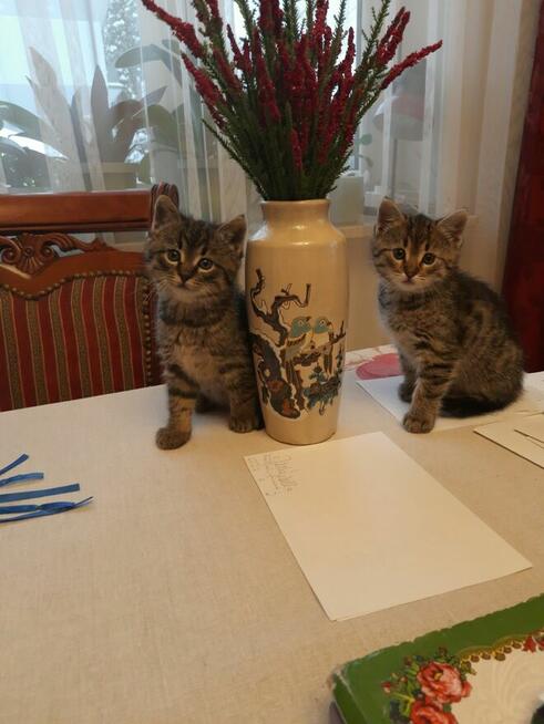 Oddam w dobre ręce kotki