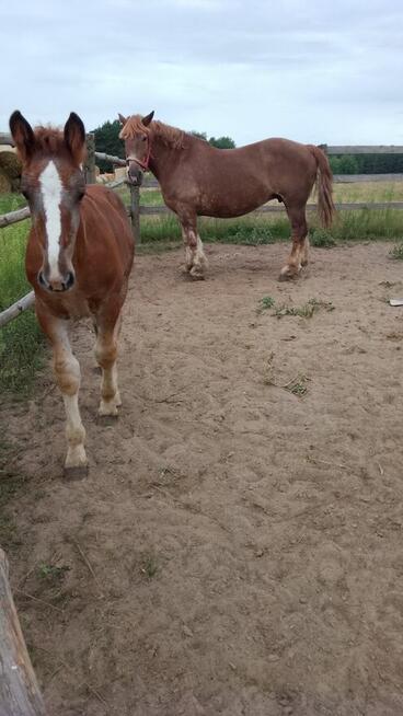 Sprzedam klacz zimnokwista że źrebakiem