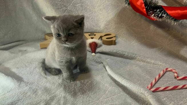 Kotka Brytyjska krótkowłosa Niebieska / kot Brytyjski FPL