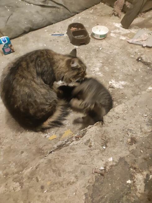 Oddam w dobre ręce kotki