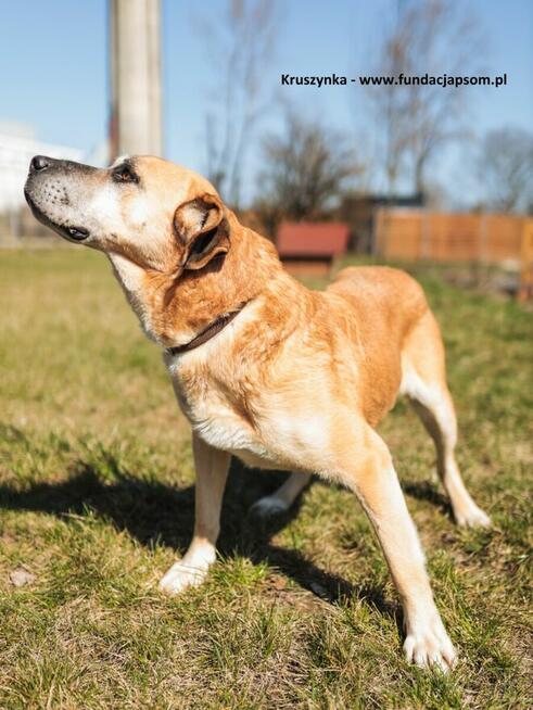 Kruszynka – dzielna, kochana sunia szuka swojego domu!