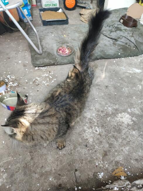 Oddam w dobre ręce kotki