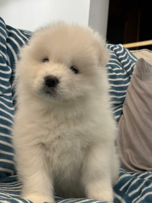Samoyed Samojed FCI / ZKwP szczeniak do odbioru po 10 grudni