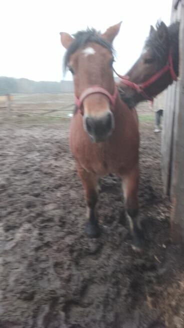 Sprzedam dwie klacze zimnokwiste 3 letnie zrebne