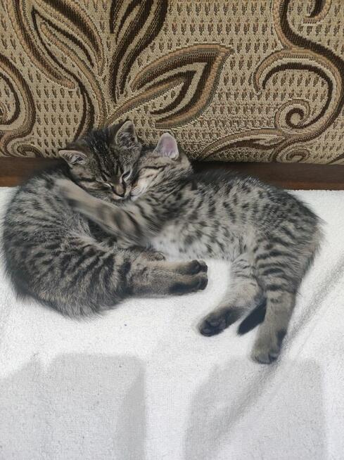 Oddam w dobre ręce kotki