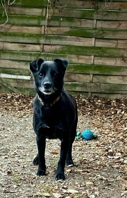 Misio pogodny spragniony czułości psiak czeka na Ciebie