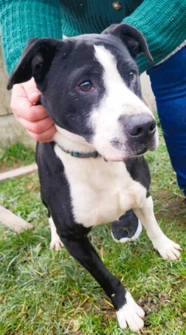 BINGO - kochany psiak w typie amstaffa szuka mądrego domu