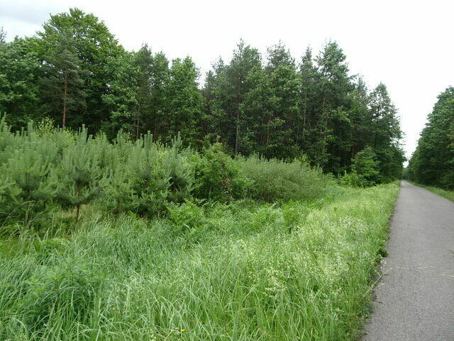 Syndyk sprzeda udziały 3/16 oraz 3/16 - Sadek - 20%