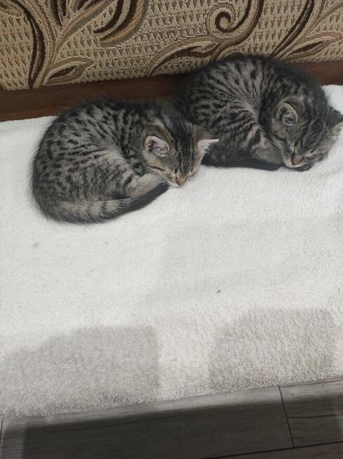 Oddam w dobre ręce kotki