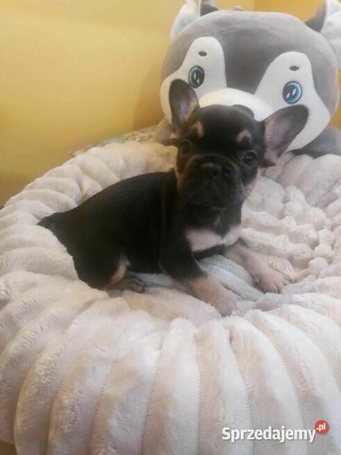 Śliczne szczeniaki buldogi francuskie Suczki