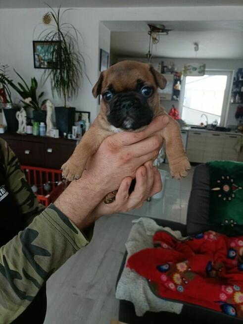 Buldog Francuski szczenięta