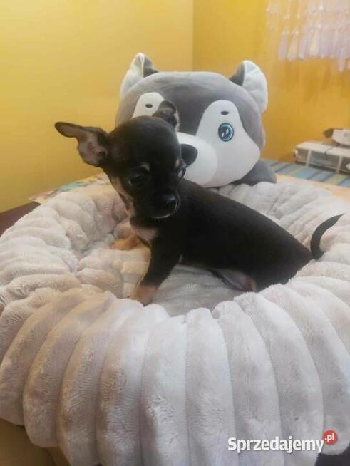 Suczki buldog francuski