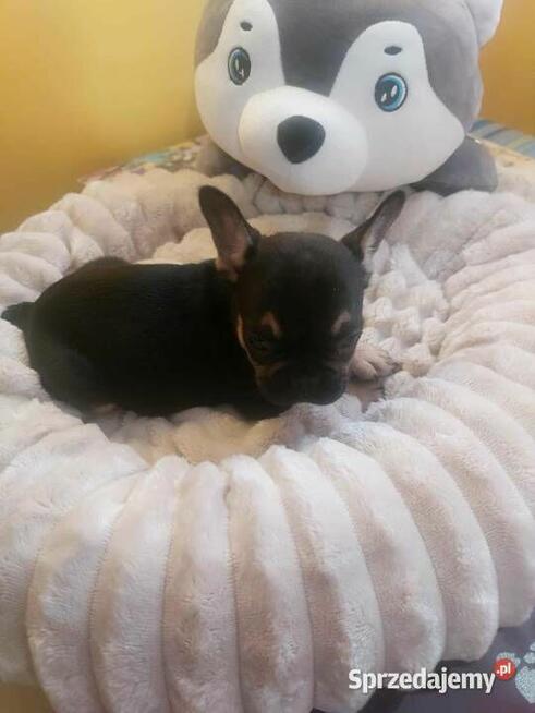 Suczki buldog francuski