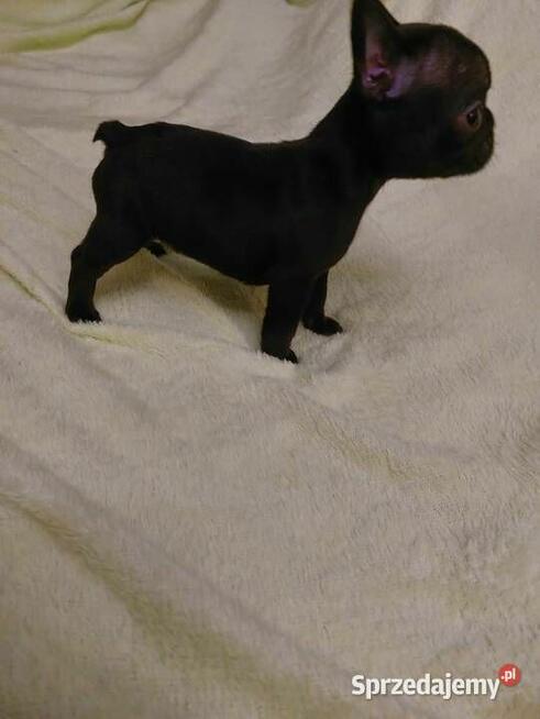 Śliczne szczeniaki buldogi francuskie Suczki