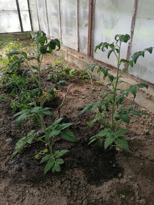 Działka rekreacyjna ROD nad strumykiem