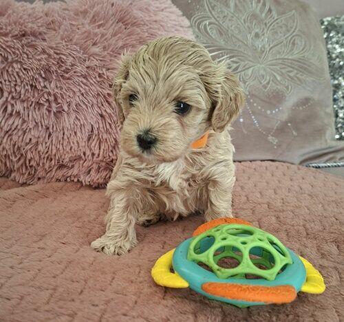 Maltipoo F1- biszkoptowe, badania genetyczne od 19 grudnia