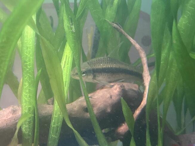 Oddam dwie Kosiarki.