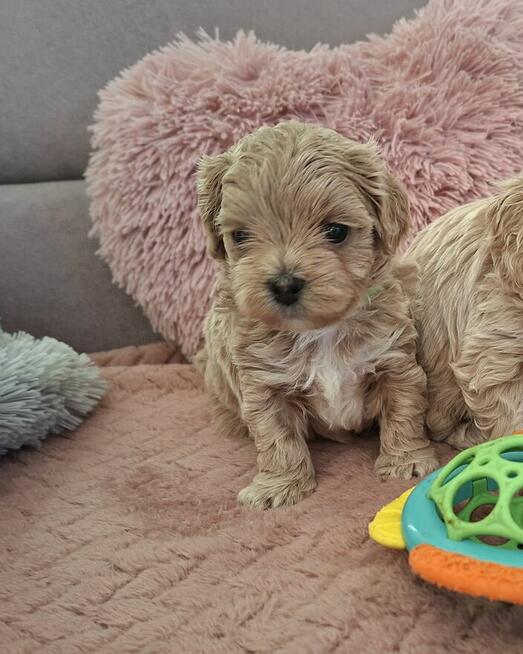 Maltipoo F1- biszkoptowe, badania genetyczne od 19 grudnia