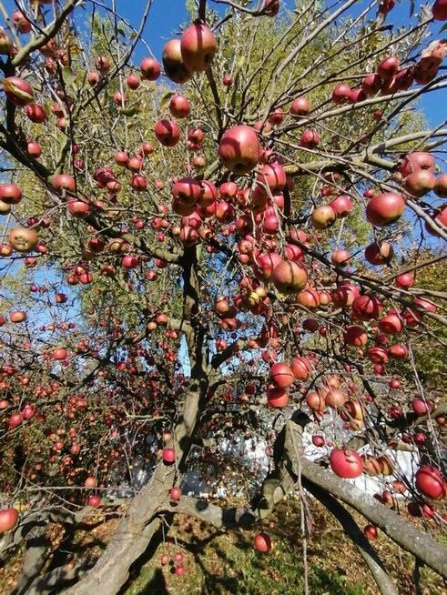 Działka rekreacyjna ROD nad strumykiem