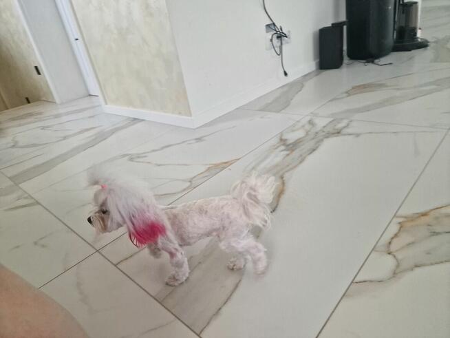 Odchowana sunia maltanczyk xxs 2kg Mia