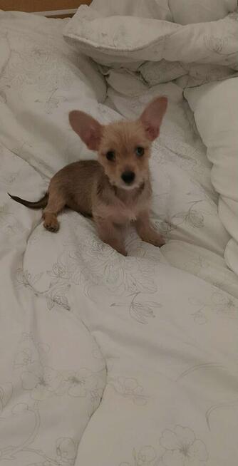 Oddam ostatniego szczeniaka yorka